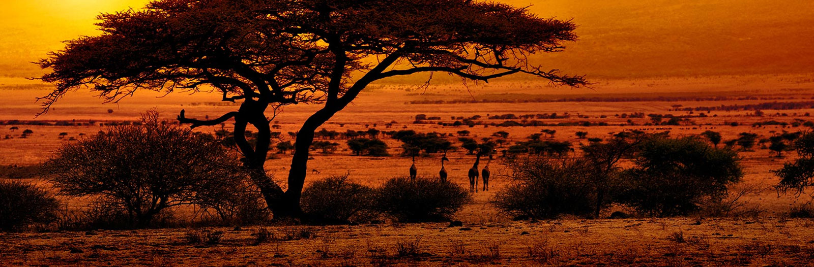 Brazil - South Africa Chamber of Commerce